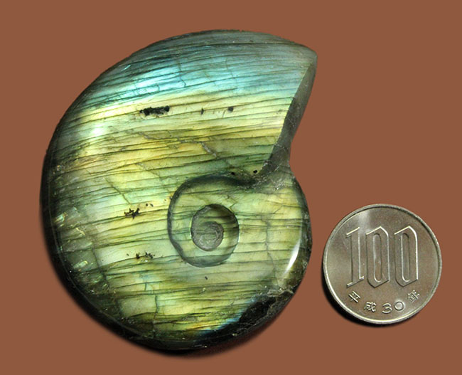 上質なラブラドレッセンス!輝きの強さは一目瞭然。アンモナイトシェイプの鉱物ラブラドライト(Labradorite)(その8)