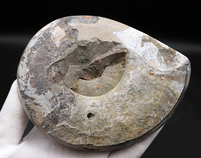古生代デボン紀の頭足類、アンモナイトの祖先としても知られるゴニアタイト（Goniatite）のカラフルな標本（その6）