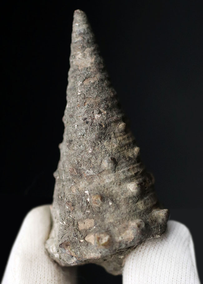 亜熱帯性気候を表す示相化石として有名、某スナック菓子にそっくりの絶滅巻き貝、ビカリア（Vicarya）化石（その1）