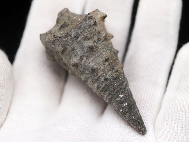亜熱帯性気候を表す示相化石として有名、某スナック菓子にそっくりの絶滅巻き貝、ビカリア(Vicarya)化石(その2)