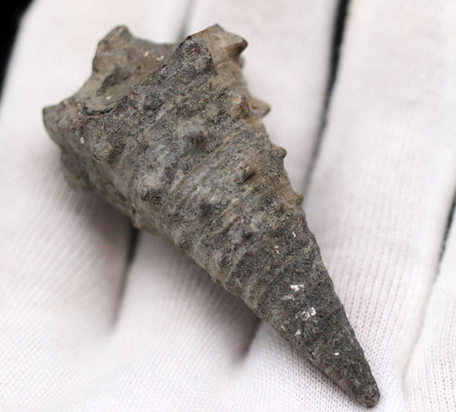 亜熱帯性気候を表す示相化石として有名、某スナック菓子にそっくりの絶滅巻き貝、ビカリア(Vicarya)化石(その3)