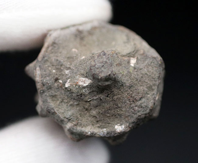 亜熱帯性気候を表す示相化石として有名、某スナック菓子にそっくりの絶滅巻き貝、ビカリア(Vicarya)化石(その4)