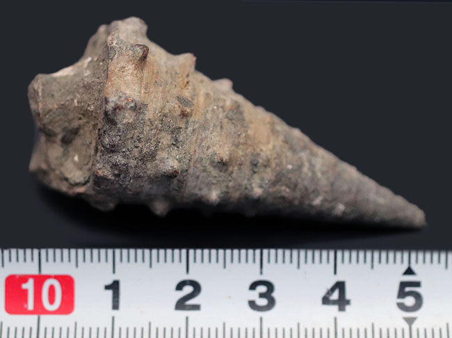 亜熱帯性気候を表す示相化石として有名、某スナック菓子にそっくりの絶滅巻き貝、ビカリア(Vicarya)化石(その5)