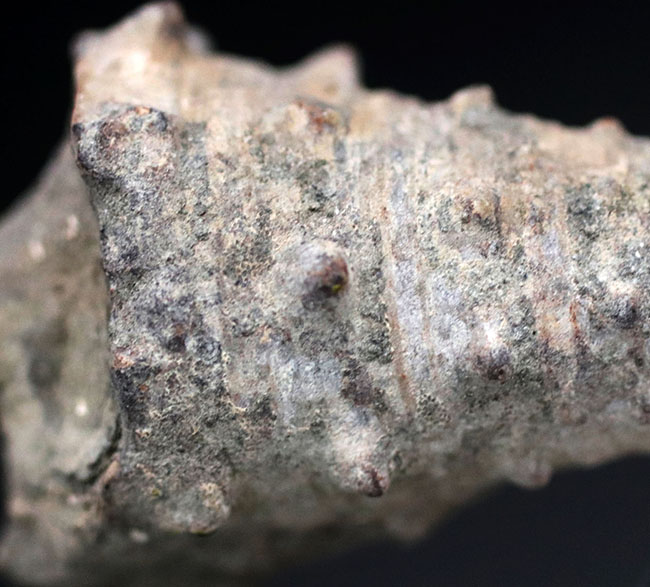 亜熱帯性気候を表す示相化石として有名、某スナック菓子にそっくりの絶滅巻き貝、ビカリア(Vicarya)化石(その6)
