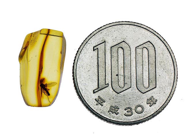 およそ4000万年前のユスリカが極めて良好な保存状態で内包されたバルト海産の琥珀(その11)
