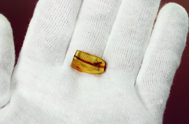 およそ4000万年前のユスリカが極めて良好な保存状態で内包されたバルト海産の琥珀(その4)