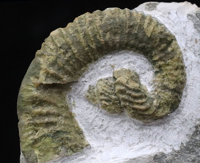 レア！中心に巻き貝のような”渦巻き”を有する、スペイン産の異常巻きアンモナイト、ヘテロセラス・デマンドルセンス（Heteroceras demandolxense）の化石（その1）