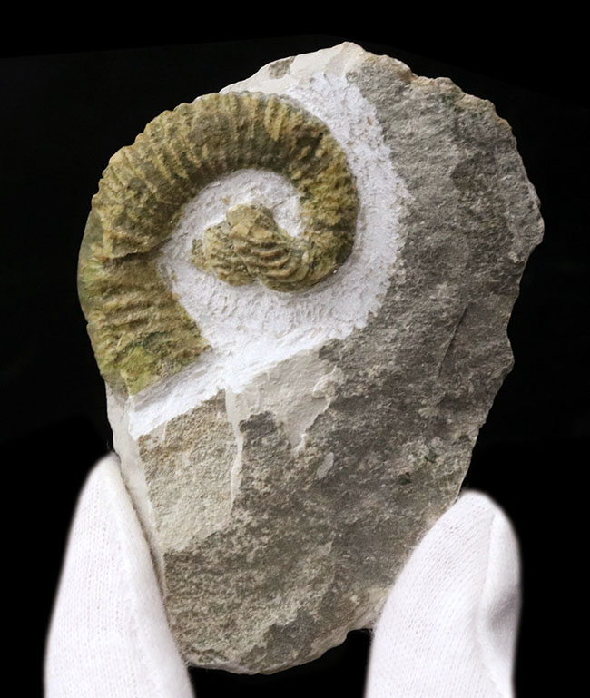 レア！中心に巻き貝のような”渦巻き”を有する、スペイン産の異常巻きアンモナイト、ヘテロセラス・デマンドルセンス（Heteroceras demandolxense）の化石（その2）