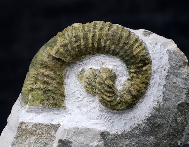 レア！中心に巻き貝のような”渦巻き”を有する、スペイン産の異常巻きアンモナイト、ヘテロセラス・デマンドルセンス（Heteroceras demandolxense）の化石（その6）