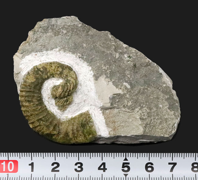 レア！中心に巻き貝のような”渦巻き”を有する、スペイン産の異常巻きアンモナイト、ヘテロセラス・デマンドルセンス（Heteroceras demandolxense）の化石（その8）