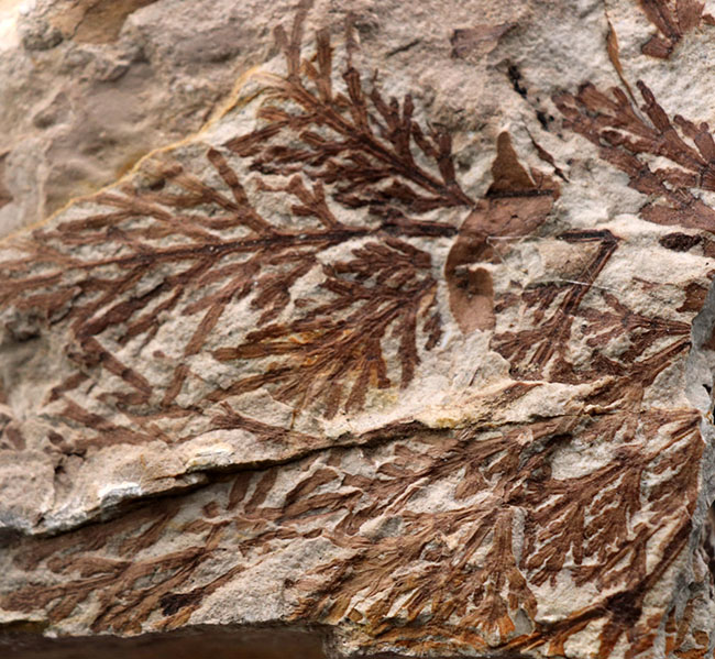 ビッグサイズ！約3500万年前、神戸層群、兵庫県加東郡産、寄生植物、ヒノキバヤドリギ（Korthalsella japonica）の葉化石（その1）