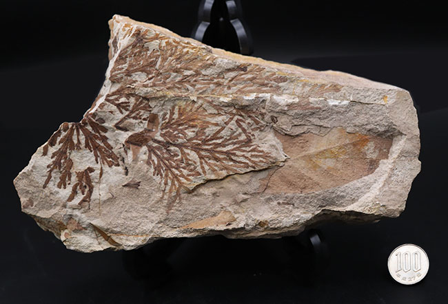 ビッグサイズ!約3500万年前、神戸層群、兵庫県加東郡産、寄生植物、ヒノキバヤドリギ(Korthalsella japonica)の葉化石(その10)