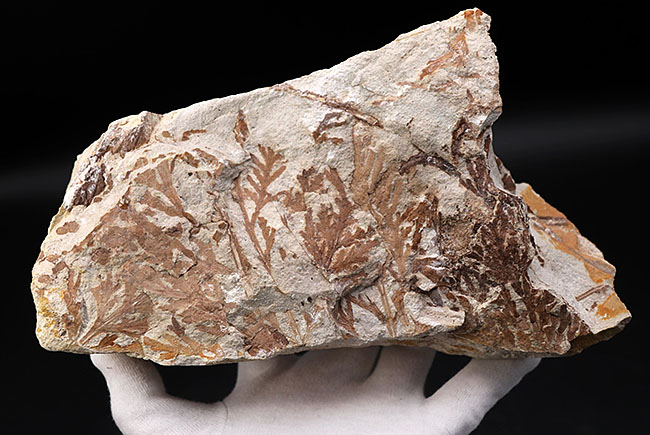 ビッグサイズ!約3500万年前、神戸層群、兵庫県加東郡産、寄生植物、ヒノキバヤドリギ(Korthalsella japonica)の葉化石(その2)