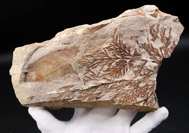 ビッグサイズ!約3500万年前、神戸層群、兵庫県加東郡産、寄生植物、ヒノキバヤドリギ(Korthalsella japonica)の葉化石(その3)