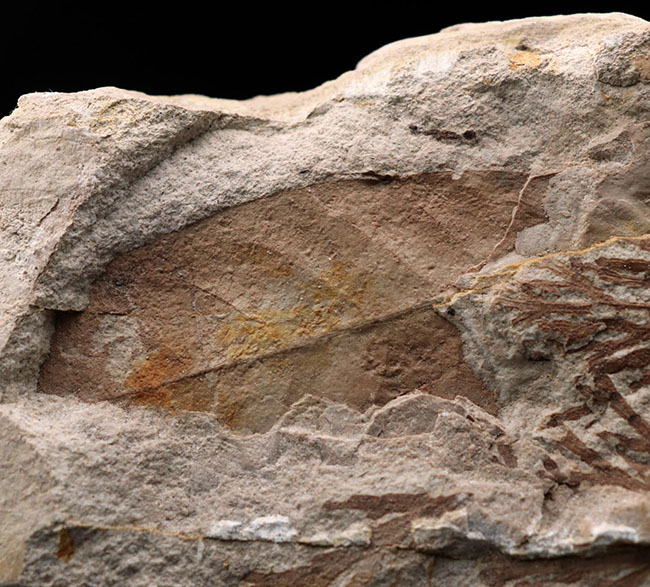 ビッグサイズ！約3500万年前、神戸層群、兵庫県加東郡産、寄生植物、ヒノキバヤドリギ（Korthalsella japonica）の葉化石（その4）