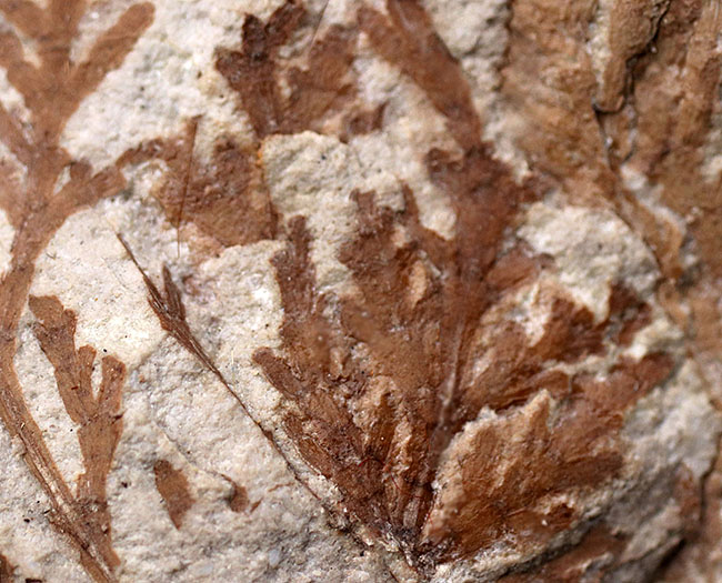 ビッグサイズ！約3500万年前、神戸層群、兵庫県加東郡産、寄生植物、ヒノキバヤドリギ（Korthalsella japonica）の葉化石（その5）
