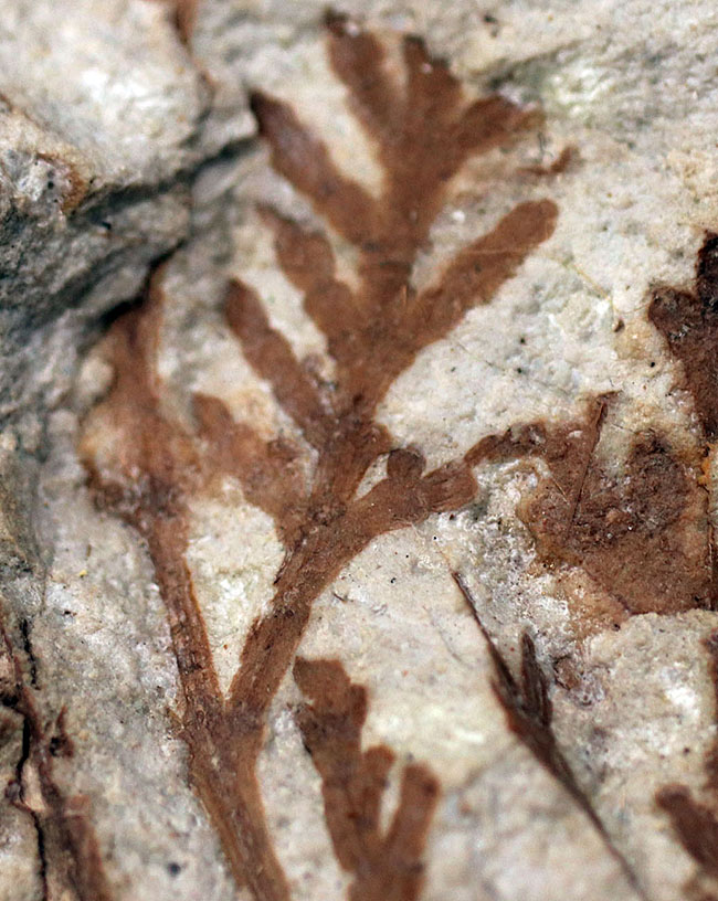 ビッグサイズ!約3500万年前、神戸層群、兵庫県加東郡産、寄生植物、ヒノキバヤドリギ(Korthalsella japonica)の葉化石(その6)