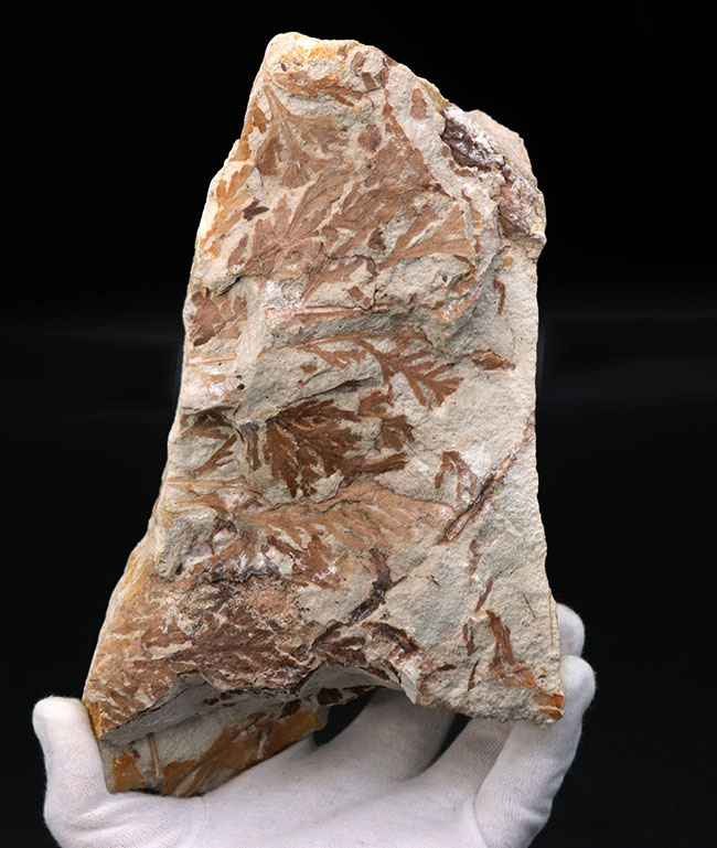 ビッグサイズ！約3500万年前、神戸層群、兵庫県加東郡産、寄生植物、ヒノキバヤドリギ（Korthalsella japonica）の葉化石（その7）