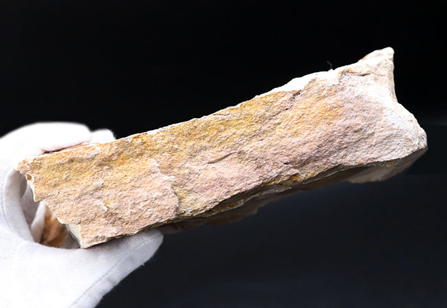 ビッグサイズ!約3500万年前、神戸層群、兵庫県加東郡産、寄生植物、ヒノキバヤドリギ(Korthalsella japonica)の葉化石(その8)
