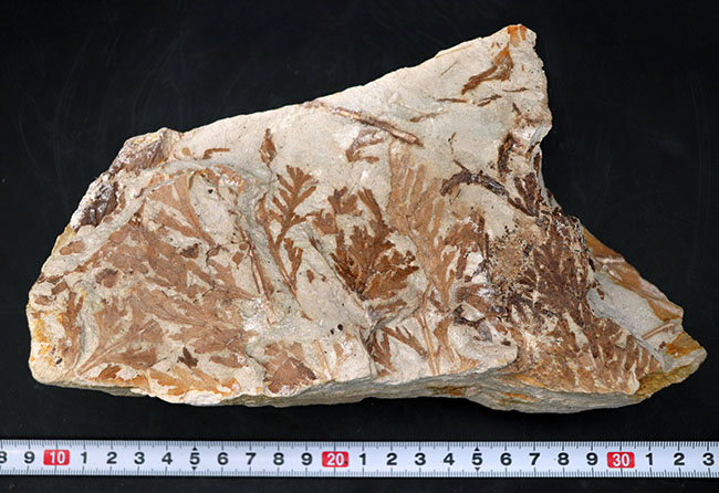 ビッグサイズ！約3500万年前、神戸層群、兵庫県加東郡産、寄生植物、ヒノキバヤドリギ（Korthalsella japonica）の葉化石（その9）