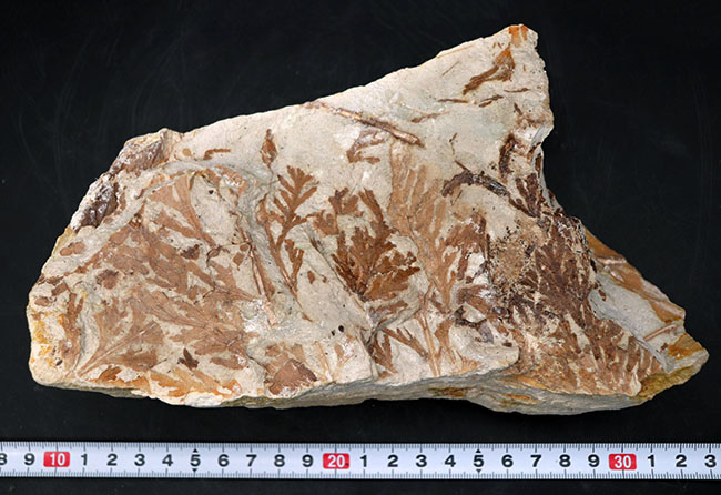 ビッグサイズ!約3500万年前、神戸層群、兵庫県加東郡産、寄生植物、ヒノキバヤドリギ(Korthalsella japonica)の葉化石(その9)