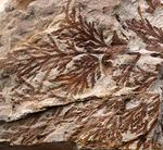ビッグサイズ！約3500万年前、神戸層群、兵庫県加東郡産、寄生植物、ヒノキバヤドリギ（Korthalsella japonica）の葉化石