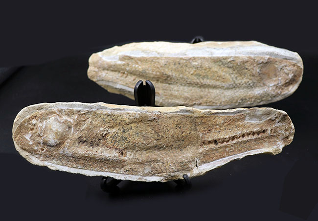 いかにも典型的なノジュールとして保存された１億年前の魚の化石。ネガポジ揃っています（その1）