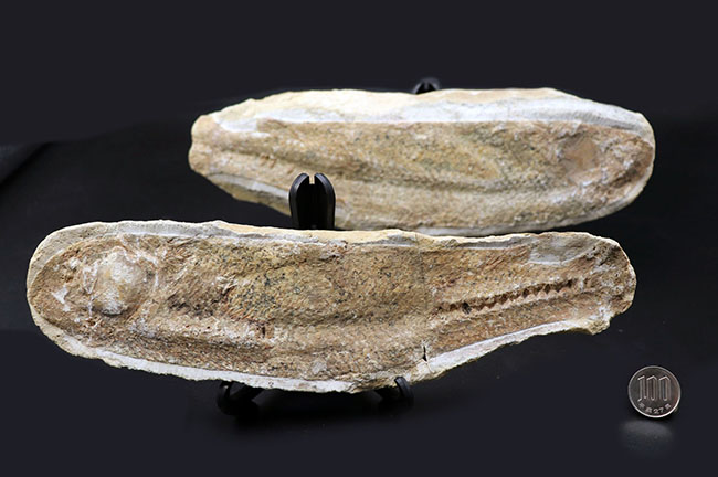 いかにも典型的なノジュールとして保存された１億年前の魚の化石。ネガポジ揃っています（その11）