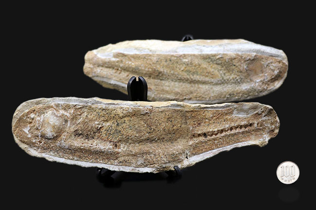 いかにも典型的なノジュールとして保存された1億年前の魚の化石