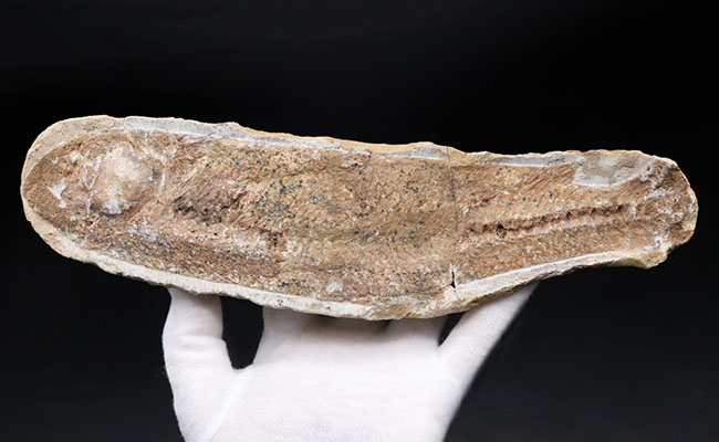 いかにも典型的なノジュールとして保存された１億年前の魚の化石。ネガポジ揃っています（その2）