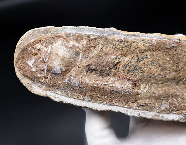 いかにも典型的なノジュールとして保存された１億年前の魚の化石。ネガポジ揃っています（その3）