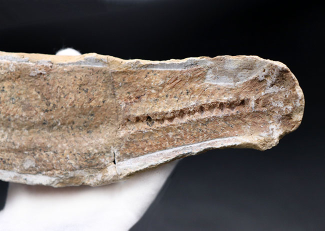いかにも典型的なノジュールとして保存された１億年前の魚の化石。ネガポジ揃っています（その4）