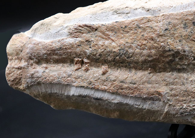 いかにも典型的なノジュールとして保存された１億年前の魚の化石。ネガポジ揃っています（その6）
