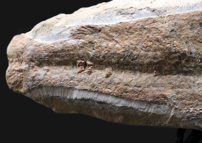 いかにも典型的なノジュールとして保存された1億年前の魚の化石