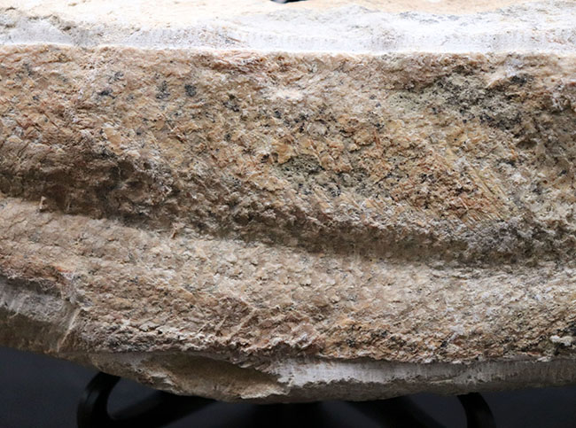 いかにも典型的なノジュールとして保存された１億年前の魚の化石。ネガポジ揃っています（その7）