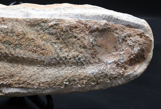 いかにも典型的なノジュールとして保存された１億年前の魚の化石。ネガポジ揃っています（その8）
