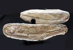 いかにも典型的なノジュールとして保存された１億年前の魚の化石。ネガポジ揃っています