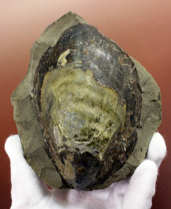 白亜紀末期の巨大巻き貝、北海道産アニソマイオン(Anisomyon sp.)。巡検メモあり。(その1)