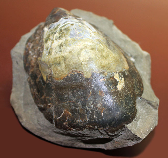 白亜紀末期の巨大巻き貝、北海道産アニソマイオン(Anisomyon sp.)。巡検メモあり。(その2)