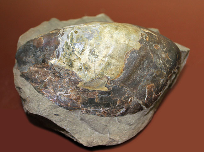 白亜紀末期の巨大巻き貝、北海道産アニソマイオン（Anisomyon sp.）。巡検メモあり。（その3）
