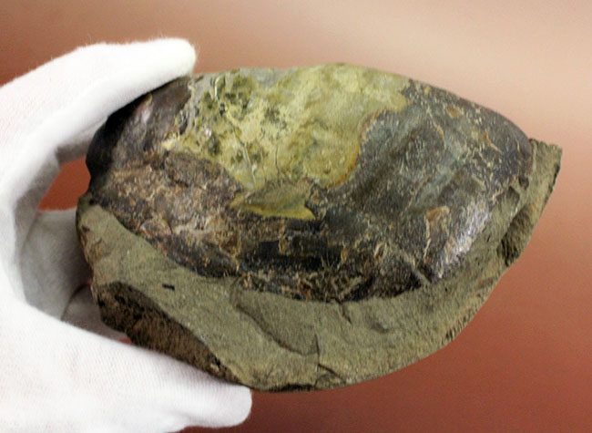 白亜紀末期の巨大巻き貝、北海道産アニソマイオン(Anisomyon sp.)。巡検メモあり。(その4)