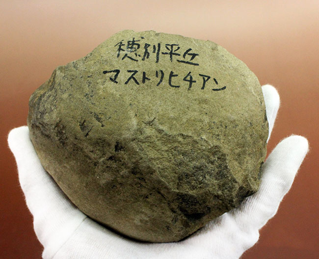 白亜紀末期の巨大巻き貝、北海道産アニソマイオン(Anisomyon sp.)。巡検メモあり。(その5)