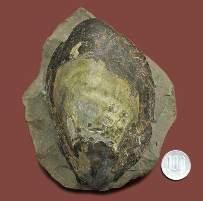 白亜紀末期の巨大巻き貝、北海道産アニソマイオン（Anisomyon sp.）。巡検メモあり。（その6）