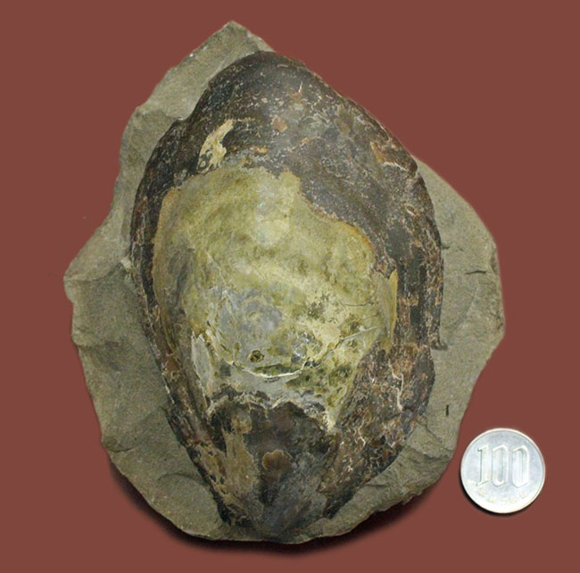 白亜紀末期の巨大巻き貝、北海道産アニソマイオン(Anisomyon sp.)。巡検メモあり。(その6)