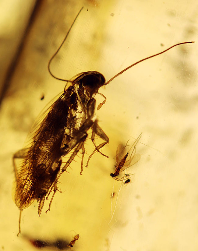 20センチオーバーの特大標本!クモ、アリ、羽虫、ゴキブリ・・・数え切れないほどの虫が包まれています。ビッグサイズ&極太のマダガスカル産のコーパル(Copal)(その1)