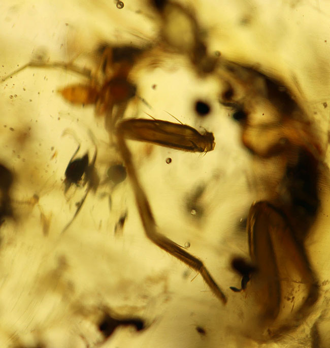 20センチオーバーの特大標本!クモ、アリ、羽虫、ゴキブリ・・・数え切れないほどの虫が包まれています。ビッグサイズ&極太のマダガスカル産のコーパル(Copal)(その10)