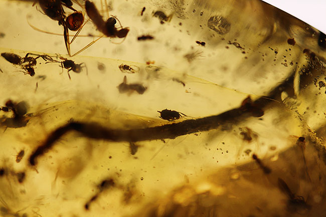 20センチオーバーの特大標本!クモ、アリ、羽虫、ゴキブリ・・・数え切れないほどの虫が包まれています。ビッグサイズ&極太のマダガスカル産のコーパル(Copal)(その11)