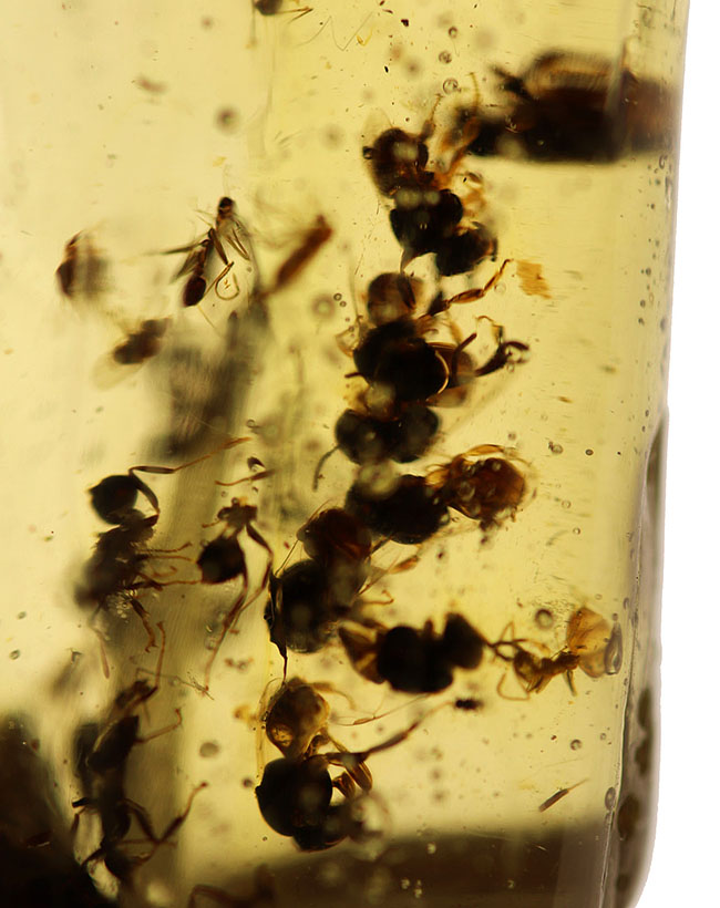 20センチオーバーの特大標本!クモ、アリ、羽虫、ゴキブリ・・・数え切れないほどの虫が包まれています。ビッグサイズ&極太のマダガスカル産のコーパル(Copal)(その12)