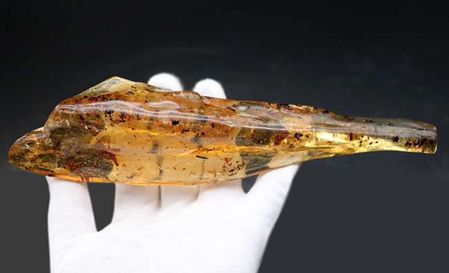 20センチオーバーの特大標本!クモ、アリ、羽虫、ゴキブリ・・・数え切れないほどの虫が包まれています。ビッグサイズ&極太のマダガスカル産のコーパル(Copal)(その13)