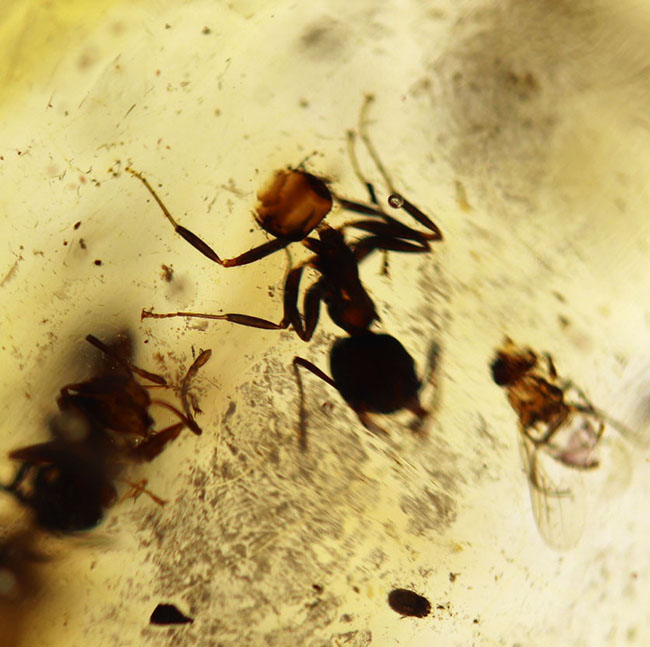 20センチオーバーの特大標本!クモ、アリ、羽虫、ゴキブリ・・・数え切れないほどの虫が包まれています。ビッグサイズ&極太のマダガスカル産のコーパル(Copal)(その14)